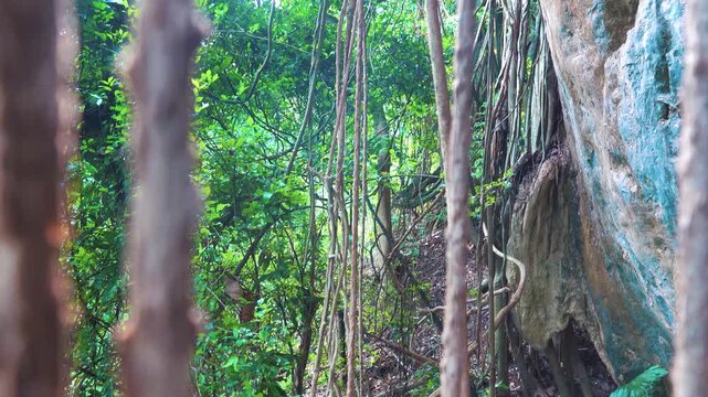 Aerial Roots and Banyan Tree support Roots close-up of Thailand
