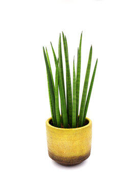 Sansevieria cylindrica (Mikado) in a two-tone yellow and brown decorative pot, standing against a white background.