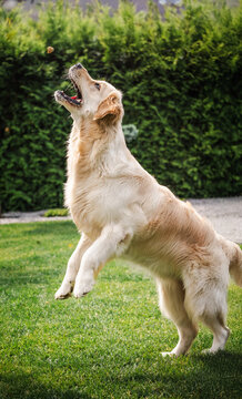 Golden Retriever Dog Jumping Toward Flying Object in Garden