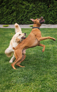 Boxer Dog and Golden Retriever Rearing Together on Grassy Lawn