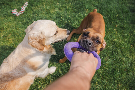 Boxer Dog and Golden Retriever Tugging Purple Ring Toy on Grass