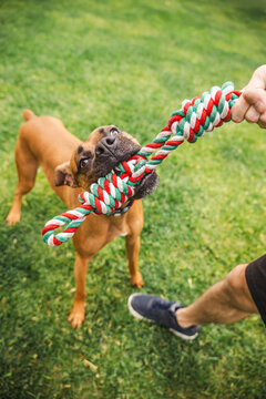 Boxer Dog Tugging Braided Rope Toy with Human Outdoors