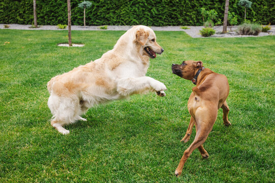 Boxer Dog and Golden Retriever Rearing Playfully on Grassy Lawn