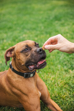 Boxer Dog Taking Treat from Human Hand on Grassy Lawn