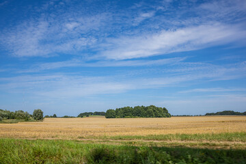 Obraz premium Rural Harvested Wheat Field with Green Vegetation and Distant Trees. A scenic view across a harvested wheat field with golden stubble, green vegetation in the foreground and several groups of trees 