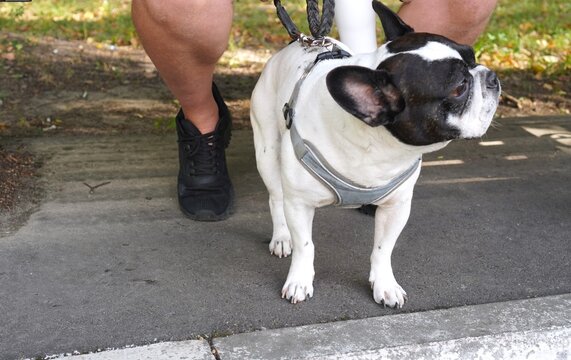 French Bulldog on a leash near owner sitting on a park bench. Cute purebred pet on a walk in the fresh air on a sunny day