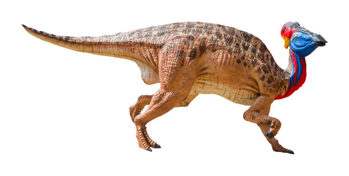 Olorotitan is a genus of lambeosaurine hadrosaurid dinosaur from the Late Cretaceous period. Belonging to the family Hadrosauridae, it was a large herbivorous reptile found in Far Eastern Russia.