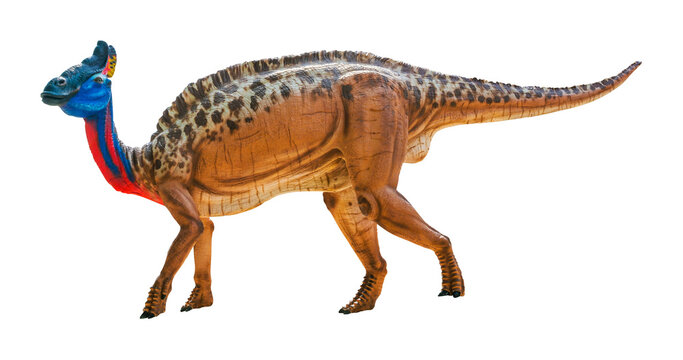Olorotitan is a genus of lambeosaurine hadrosaurid dinosaur from the Late Cretaceous period. Belonging to the family Hadrosauridae, it was a large herbivorous reptile found in Far Eastern Russia.