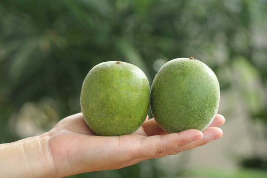 Fresh Luo Han Guo Monk Fruit in Hand - Traditional Chinese Medicine Tea Ingredient from Guilin