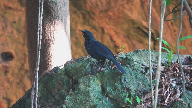 Himalayan whistling thrush (Myophonus caeruleus) This is famous Bluebird that brings happiness. It is great happiness to see her behind wall of drops from waterfall. See L'Oiseau Bleu of Maeterlinck