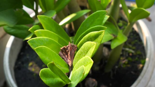 Close up of a green indoor ZZ plant featuring one dead brown leaf.
