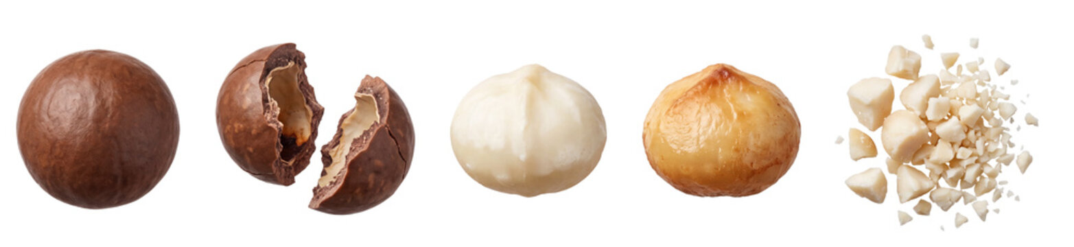 Collection of macadamia nuts showing whole, cracked shell, peeled kernel, roasted kernel and chopped pieces arranged horizontally