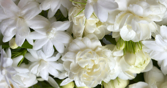 White jasmine flowers