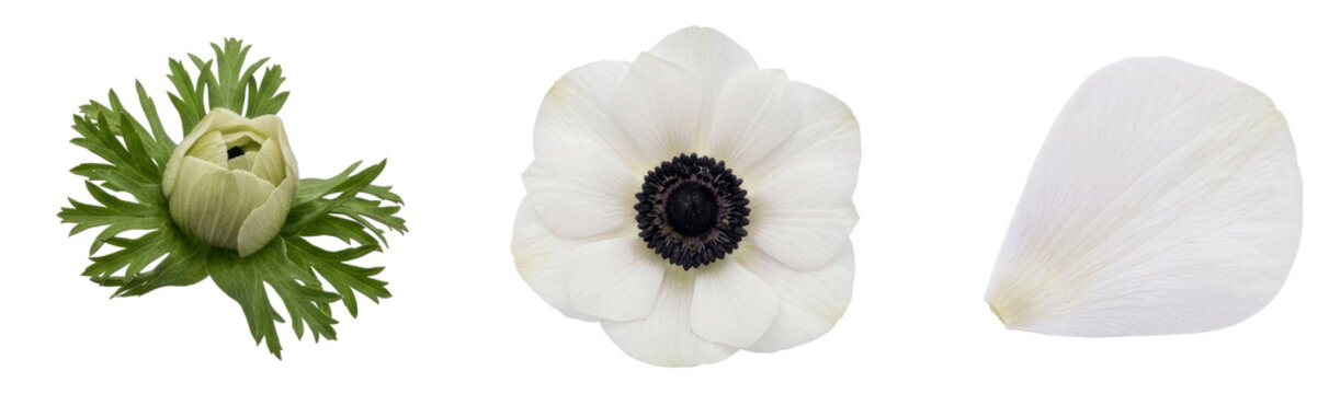 White anemone flower stages showing bud, bloom and petal isolated for botanical collection