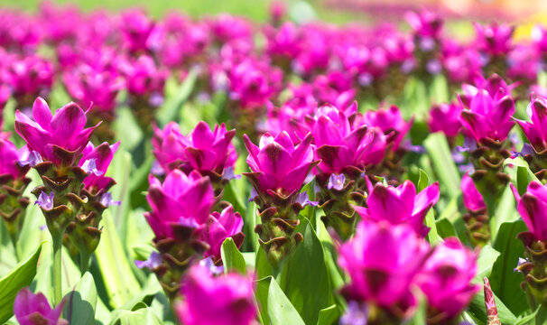 Thai tulip on flower garden