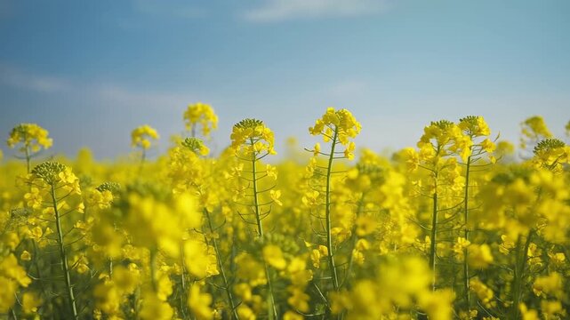 一面の菜の花畑 シームレスループ動画背景 16:9 4K