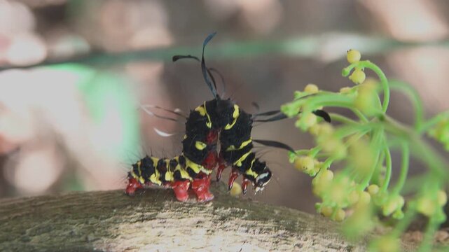 Noctuidae caterpillar with club-shaped bristle. Like Acronicta alni. Rainforest from tropical evergreen and semi-deciduous tree in on mountainside bamboo thickets, Andaman seaside. Winter Thailand