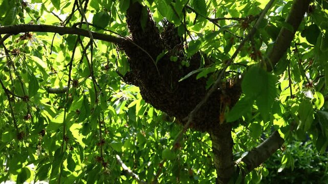 A large bee's nest is shown up close in a tree. The nest is full of bees working together. It is a sunny day and the leaves are bright green. Nature is active during summer.
