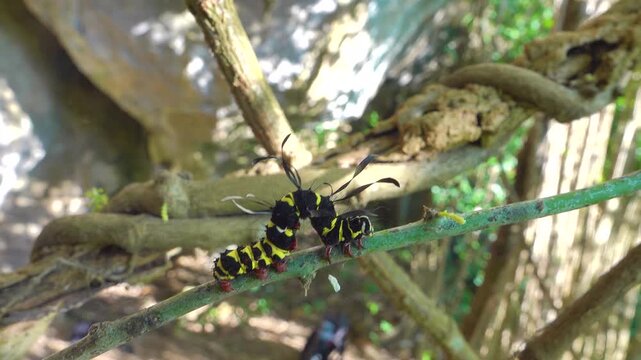 Noctuidae caterpillar with club-shaped bristle. Like Acronicta alni. Rainforest from tropical evergreen and semi-deciduous tree in on mountainside bamboo thickets, Andaman seaside. Winter Thailand