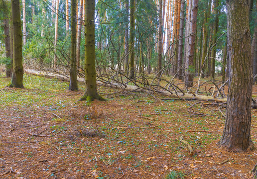 Fallen conifer logs scattered across forest floor beneath tall pine trunks and soft daylight