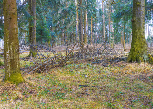 Mossy conifer forest floor with fallen branches under soft winter light and sparse undergrowth