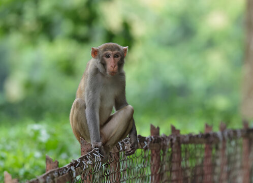 A monkey (Rhsus macaque) sitting on a tea garden boundary.this photo was taken from Chittagong,Bangladesh.