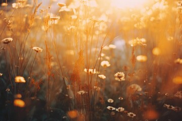 Naklejka premium Meadow by farm light leaks backgrounds sunlight outdoors.