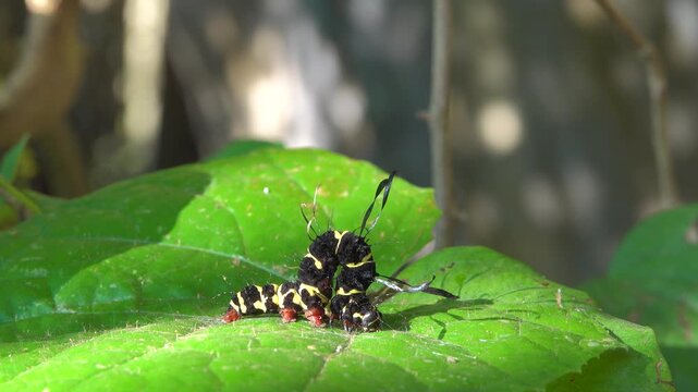 Noctuidae caterpillar with club-shaped bristle. Like Acronicta alni. Rainforest from tropical evergreen and semi-deciduous tree in on mountainside bamboo thickets, Andaman seaside. Winter Thailand