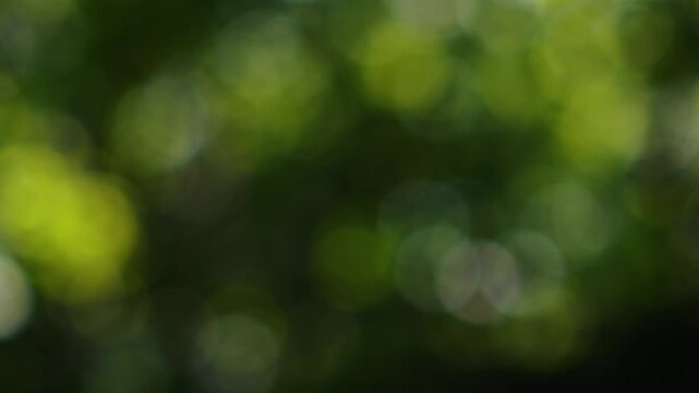 Soft out of focus green leaves creating organic yellow and turquoise bokeh circles in slow motion. Nature