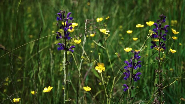 Purple wild sage and yellow buttercup flowers swaying gently in green grass meadow. Friuli nature, Italy