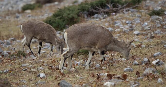 Annapurna Circuit, Manang, Nepal, camera shot of two wild blue sheep (bharal) foraging for food among dry grass, loose gravel, and scattered stones on a high-altitude Himalayan slope.