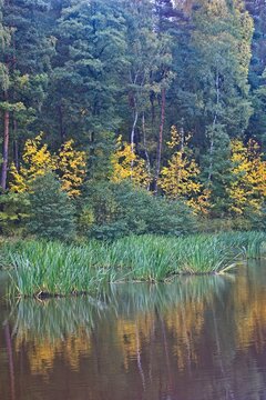 The yellow and green color of the autumn forest is reflected on the water surface of the pond