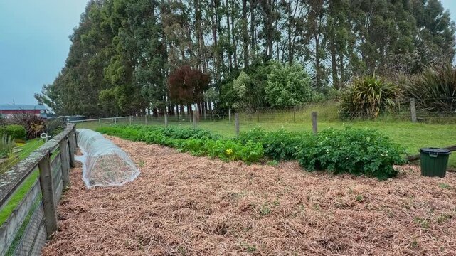 A productive vegetable garden in New Zealand with rows of leafy crops, straw mulch, and protective fabric tunnels, showcasing sustainable home gardening and food production.