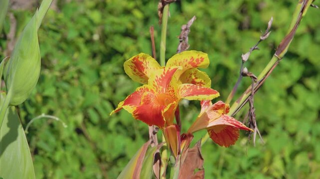 Indian cane (Canna indica ancestral plant variety of flowers of green-leaved Canne , Gindger Canna Lily Plant