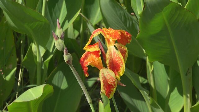 Indian cane (Canna indica ancestral plant variety of flowers of green-leaved Canne , Gindger Canna Lily Plant