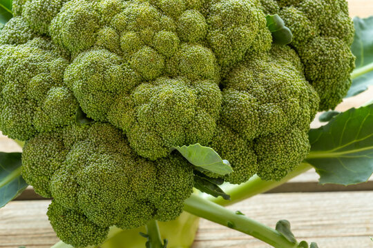 Organic broccoli close-up. Fresh green vegetable head and leaves. Studio shot in natural light.