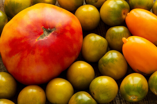 Old tomato varieties from your own garden: Old German, Green Grape Cherry, and Yellow Banana. Studio shot in natural light.