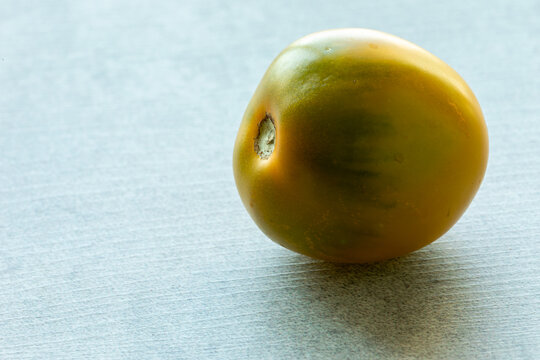 One Green Grape Cherry tomato on a light background. Ripe, homegrown, organic green heirloom tomato with backlit natural window light, with space for additional content.