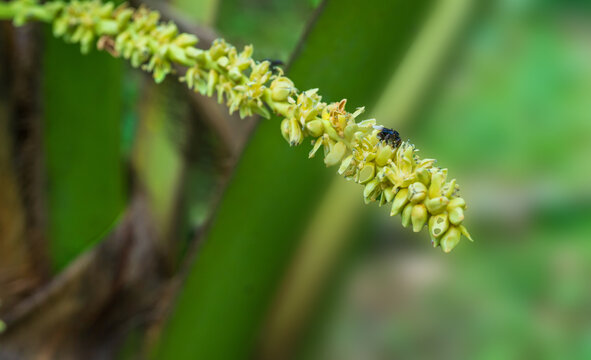 A stingless bee is sipping nectar from a coconut flower.