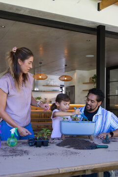 Diverse family planting seedlings at wooden table in open kitchen with spray bottle