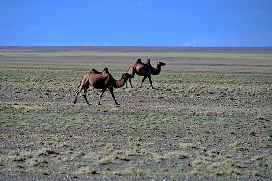 Pair of camels walking in Gobi desert