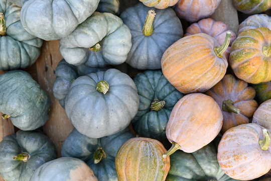 Mix of blue 'Jarrahdale' Pumpkins and pastel colored 'Cucurbita Moschata Autumn Frost F1' squashes