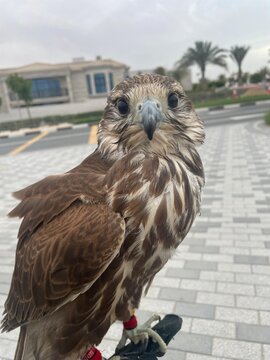 falcon on glove