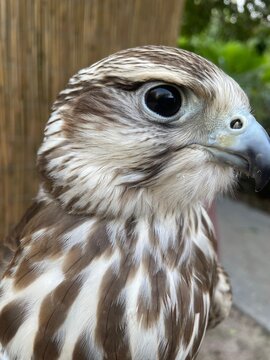 falcon head