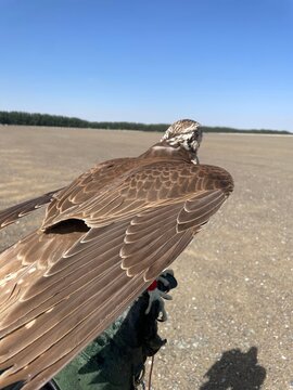 falcon with wing out
