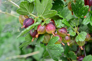 Gooseberries with raindrops Growing on Bush in organic Garden, close up © Irina