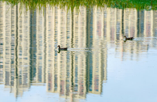 Yangchun Lake Ducks and Building Reflections Park Harmony