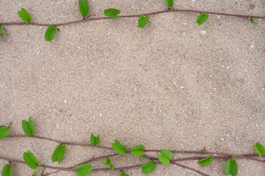Green beach morning glory vines framing a sandy background.