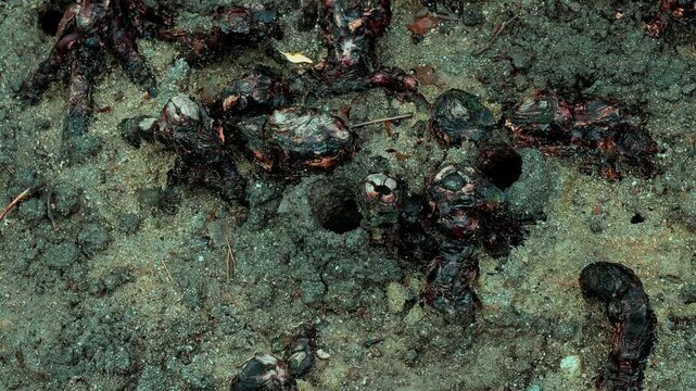 Mud surface with crab burrows in a tropical mangrove habitat