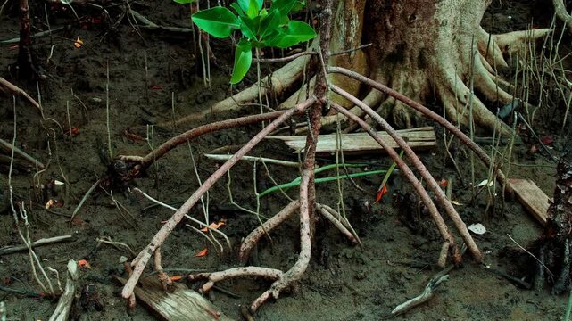  Young mangrove tree with exposed aerial roots in coastal habitat